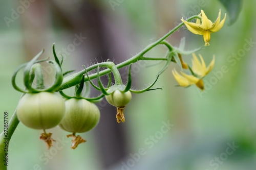 Tomatoes and tomato flowers, macro