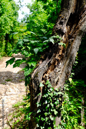 vieux arbre sur sentier