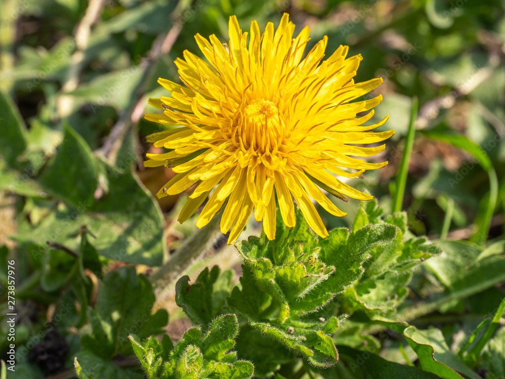 One yellow dandelion growing outdoors at close range One yellow dandelion growing outdoors at close range