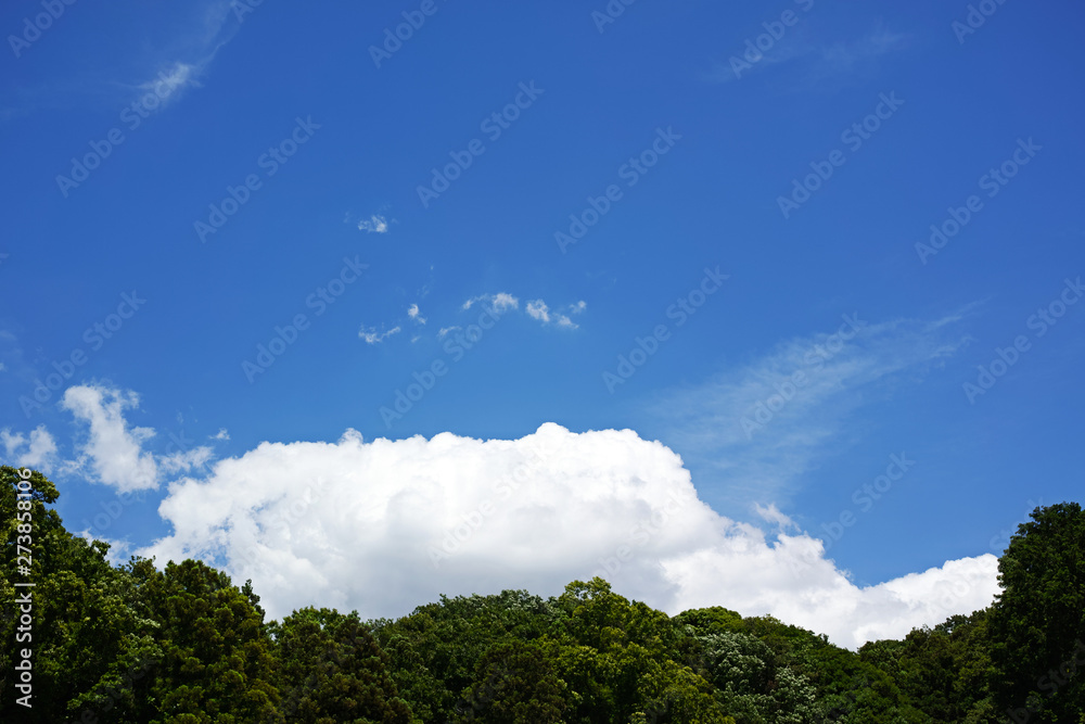 初夏の森と白い雲とその上に広がる青い空