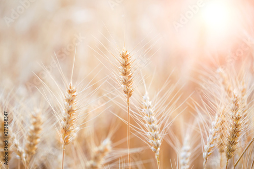 Wheat field. Ears of golden wheat closeup.