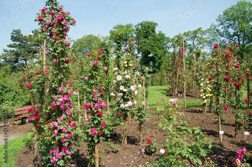 Fototapeta Naklejka Na Ścianę i Meble -  traditional Rose garden in summer time