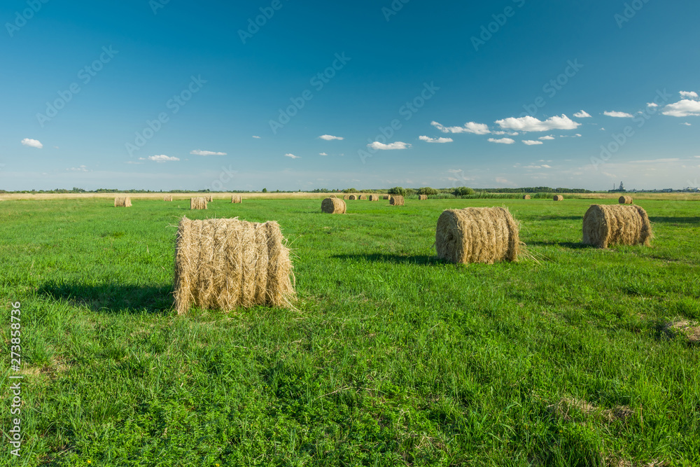 Hay bales lying on a green field, horizon and blue sky