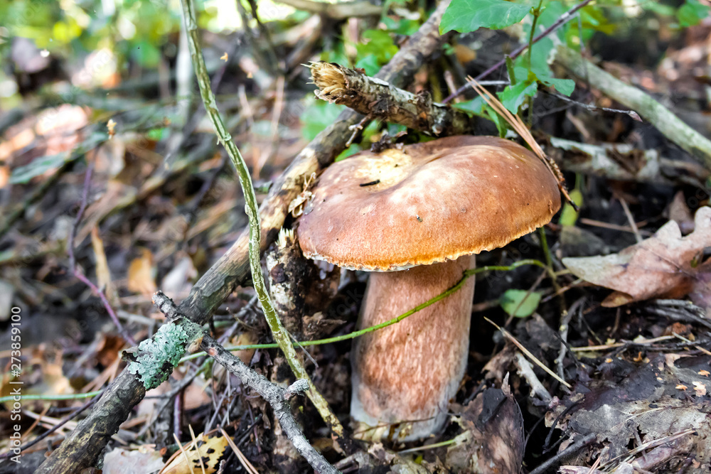 Tylopilus felleus, commonly known as the bitter bolete or the bitter tylopilus Tylopilus felleus, commonly known as the bitter bolete or the bitter tylopilus