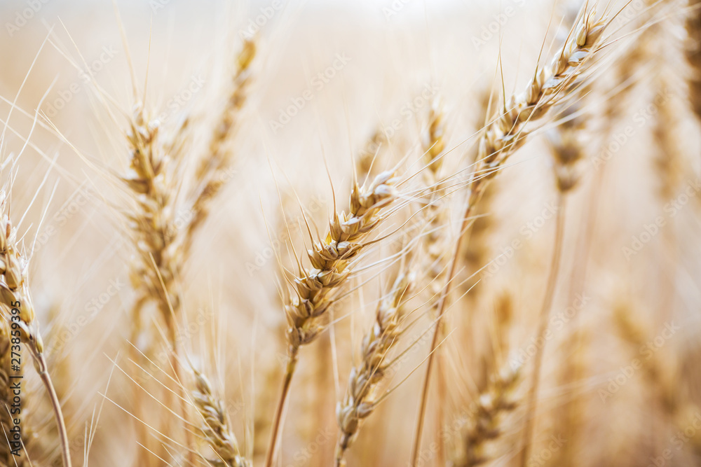 Golden field of wheat . Agriculture farm and farming concept Golden field of wheat . Agriculture farm and farming concept