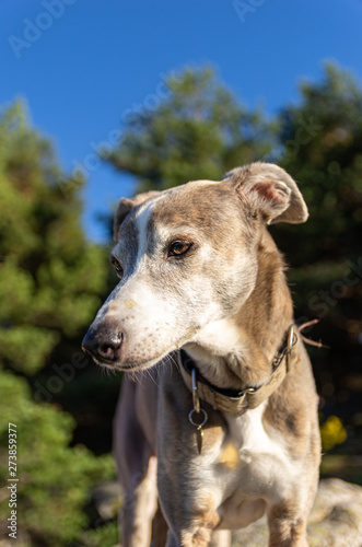 Portrait of a greyhound with forest in background