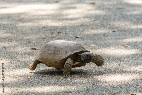 Turtle running across a path