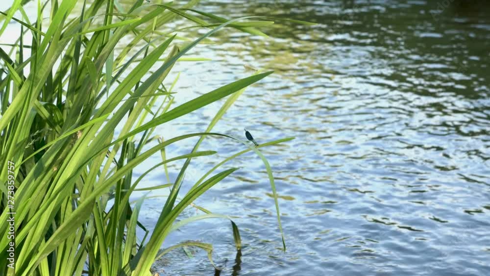 A blue dragonfly sits on a swinging stalk of grass by the river in sunny weather. A blue dragonfly sits on a swinging stalk of grass by the river in sunny weather.