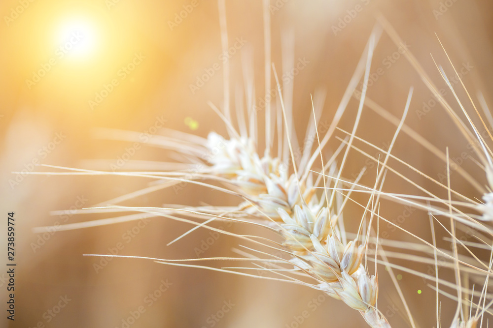 Wheat closeup with background of yellow field. Wheat closeup with background of yellow field.