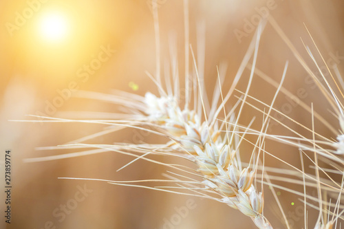 Wheat closeup with background of yellow field.