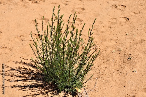 green bush grew in the sand