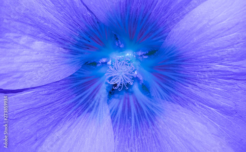 Mallow flower neon blue pink purple large size pistil stamen pollen for design background
