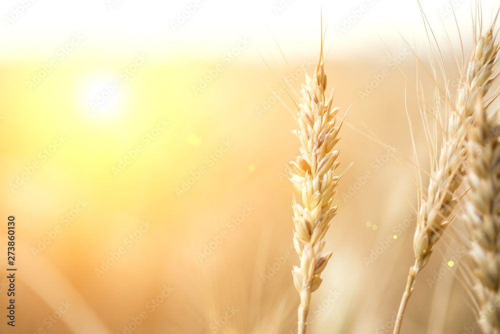 Golden field of wheat . Agriculture farm and farming concept Golden field of wheat . Agriculture farm and farming concept