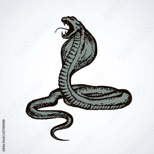 Snake. Vector drawing