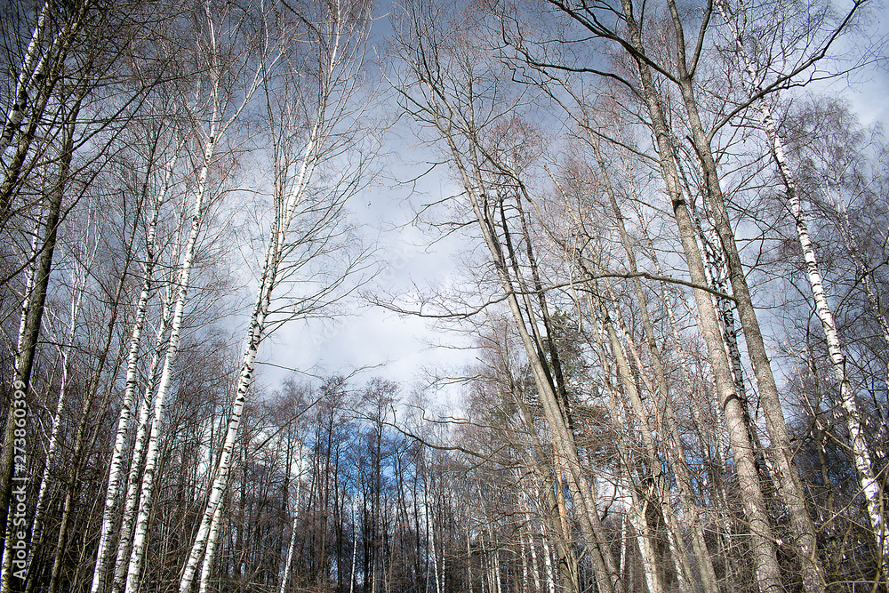 trees in winter trees in winter