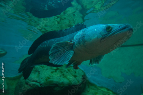 Fototapeta Naklejka Na Ścianę i Meble -  Giant snake head fish in aquarium 