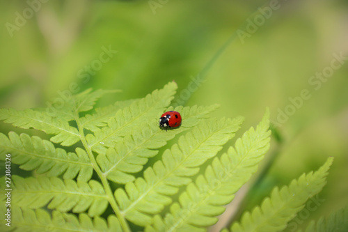 Ladybug on fern