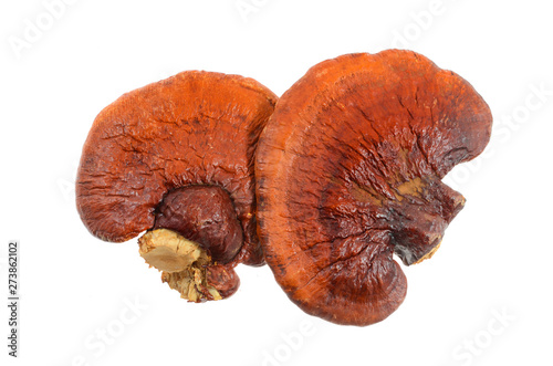 lingzhi mushroom on white background