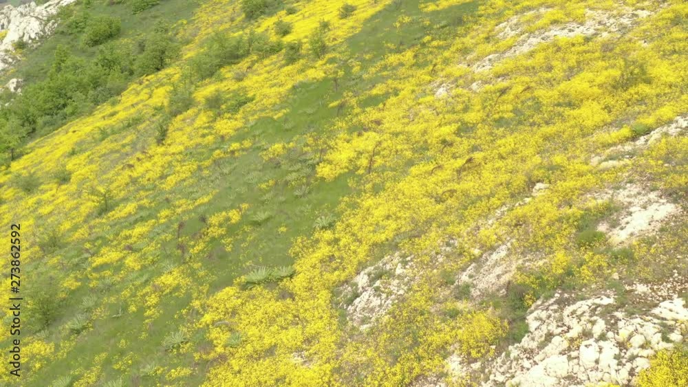 Golden color Alyssum Aurinia saxatilis flower bedding 4K aerial footage Golden color Alyssum Aurinia saxatilis flower bedding 4K aerial footage