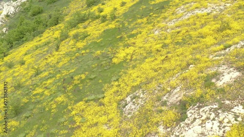 Golden color Alyssum Aurinia saxatilis flower bedding 4K aerial footage photo