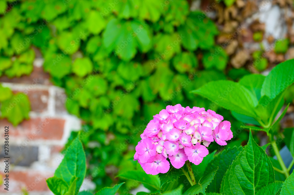 Fototapeta premium あじさいの花