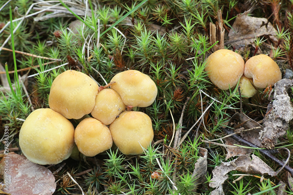 Hypholoma capnoides, known as Conifer Tuft mushroom, young specimens of a wild edible mushroom from Finland Hypholoma capnoides, known as Conifer Tuft mushroom, young specimens of a wild edible mushroom from Finland