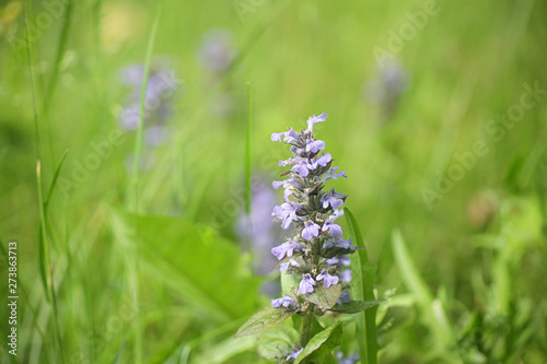 Ajuga reptans, known as bugle, blue bugle, bugleherb, bugleweed, carpetweed, carpet bugleweed, and common bugle, growing wild in Finland