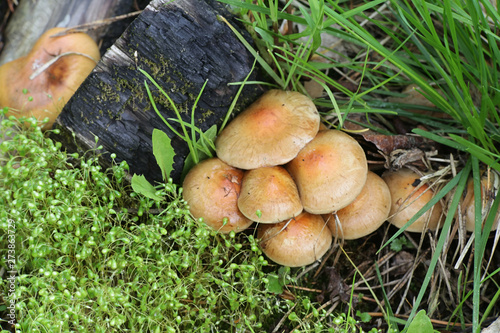 Pholiota highlandensis, known as the bonfire scalycap, and Funaria hygrometrica, known as the bonfire moss, pioneer species of burned ground and forest fire areas