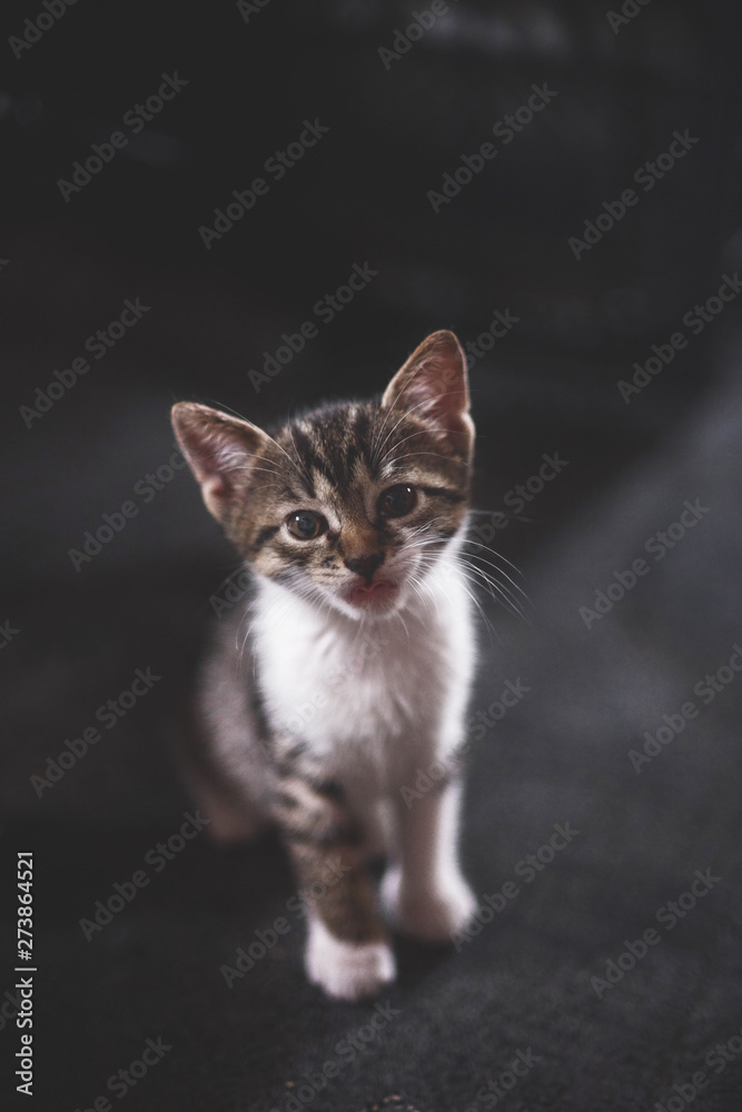 Homeless animals. abandoned kittens, cute kittens are playing, looking at the camera. Animal welfare in a homeless shelter. Low key, toned photo Homeless animals. abandoned kittens, cute kittens are playing, looking at the camera. Animal welfare in a homeless shelter. Low key, toned photo