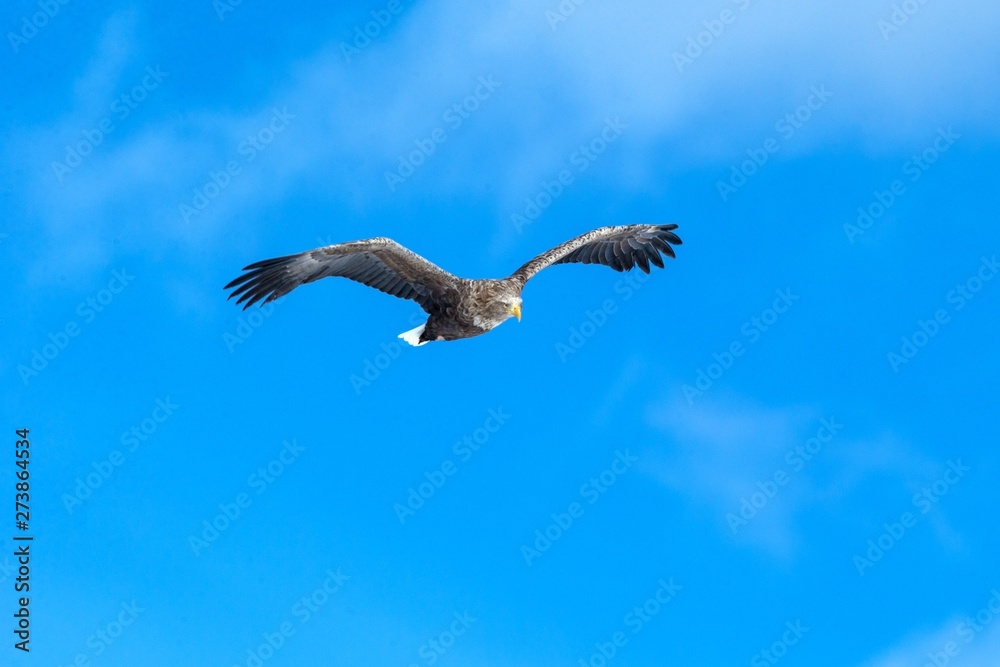 Obraz premium White-tailed eagle in flight, eagle flying against blue sky with clouds in Hokkaido, Japan, silhouette of eagle at sunrise, majestic sea eagle, wallpaper, bird isolated silhouette, birding in Asia