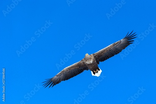 White-tailed eagle in flight  eagle flying against blue sky with clouds in Hokkaido  Japan  silhouette of eagle at sunrise  majestic sea eagle  wallpaper  bird isolated silhouette  birding in Asia