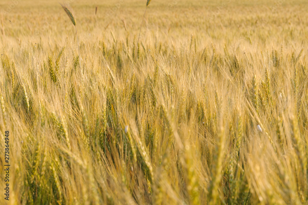 Wheat field to horizon Wheat field to horizon