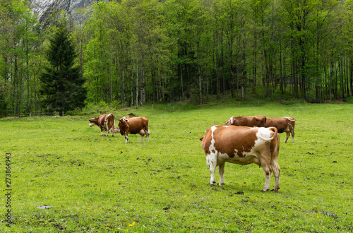 Cows grazing in the meadows of the Alps