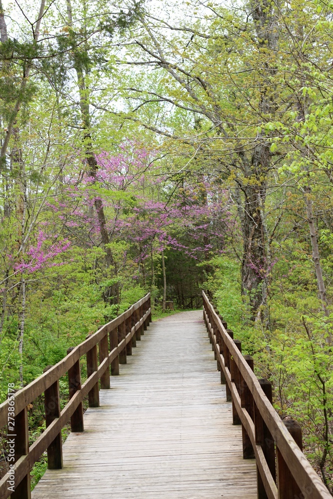 The wood bridge path to the forest on a spring day. The wood bridge path to the forest on a spring day.