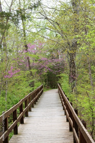 The wood bridge path to the forest on a spring day.