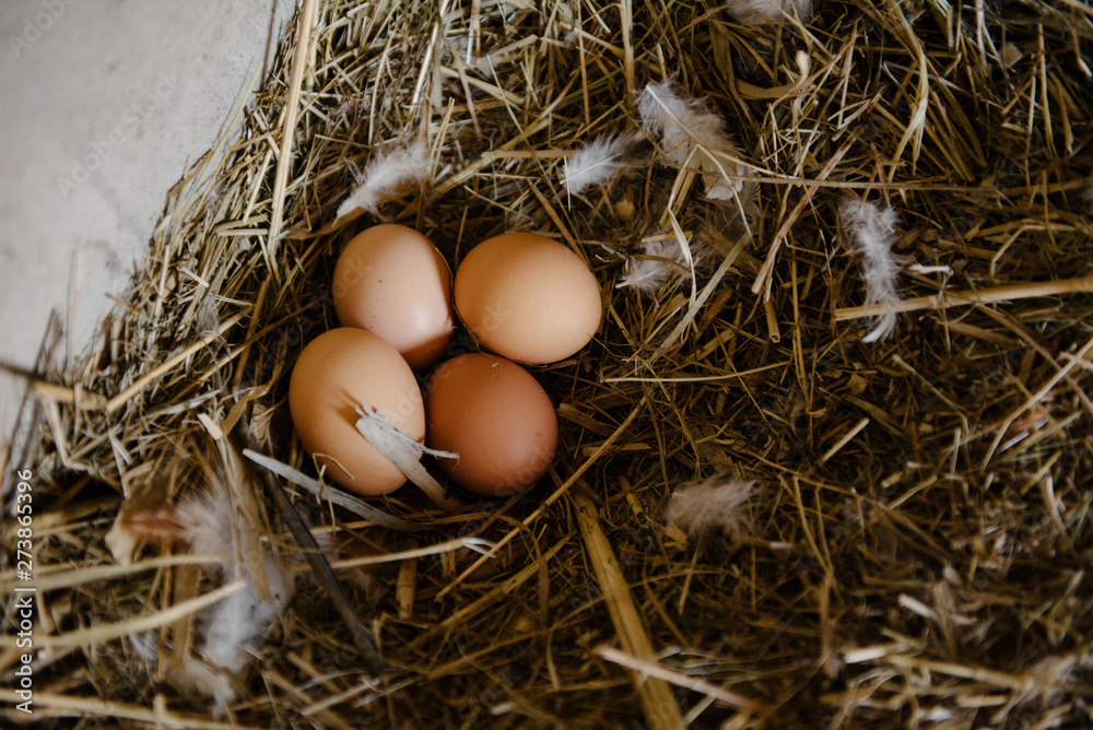 Chicken eggs lie in a nest of straw Chicken eggs lie in a nest of straw