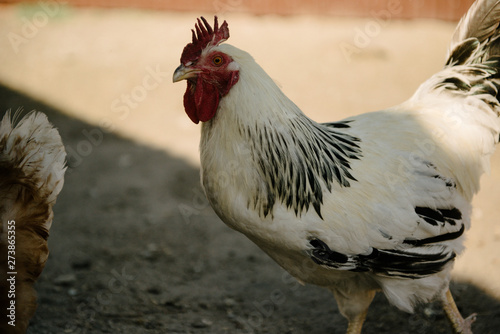 White cock posing in barnyard close up