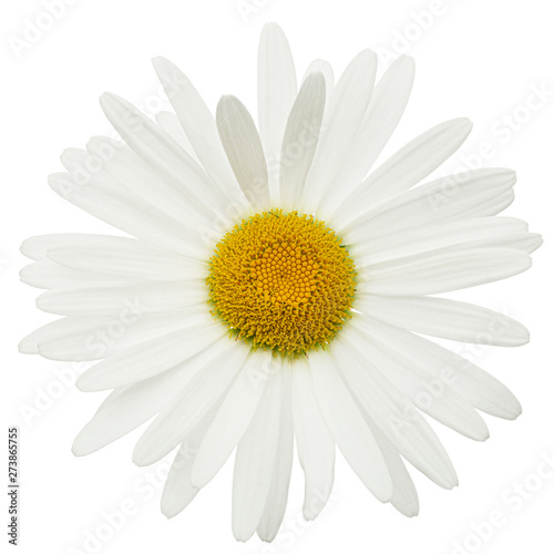 White flower of chamomile, lat. Matricaria, isolated on white background © kostiuchenko