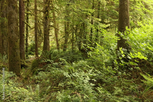 Lower falls trail  Golden Ears Provincial Park BC Canada 