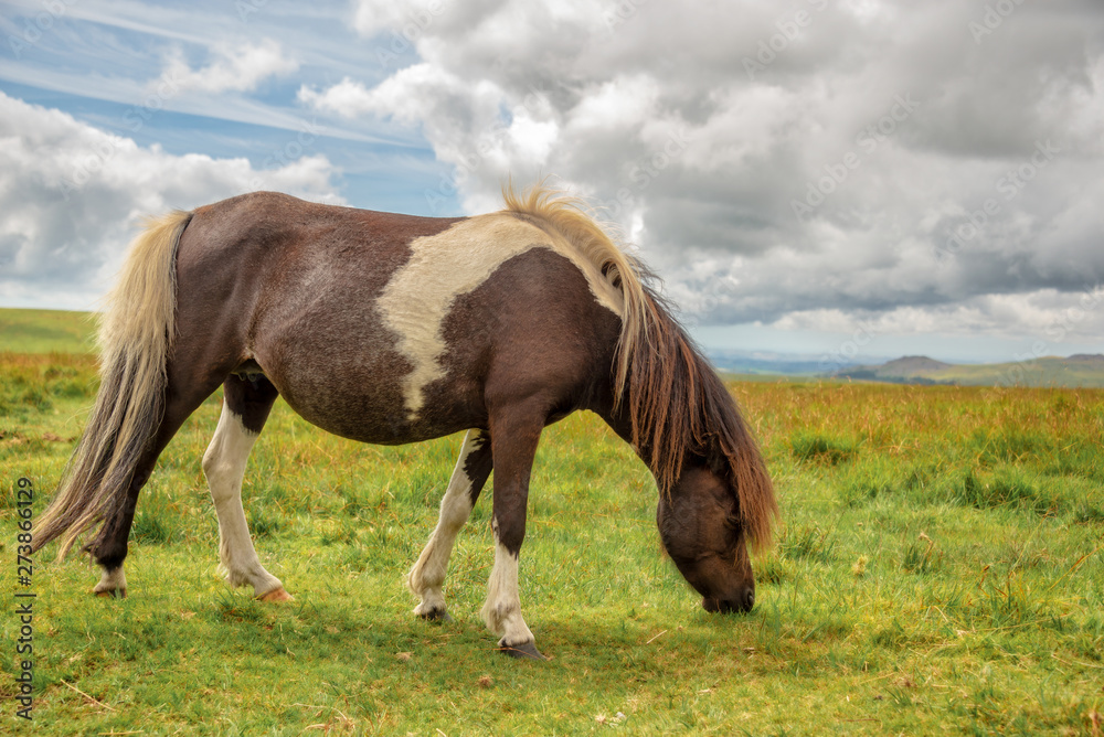 Fototapeta premium Piebald Dartmoor Pony grazing in the moor, in Dartmoor, Devon, UK