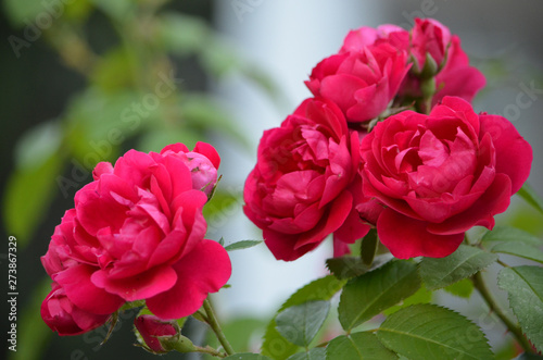 flowering rose Bush