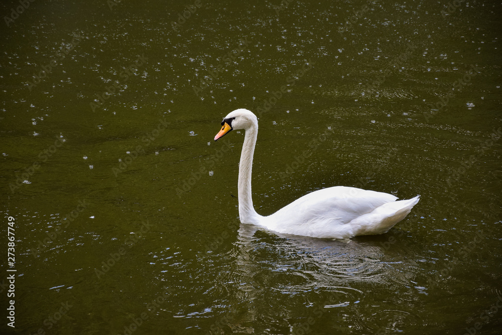 Fototapeta premium The floating swan in the park