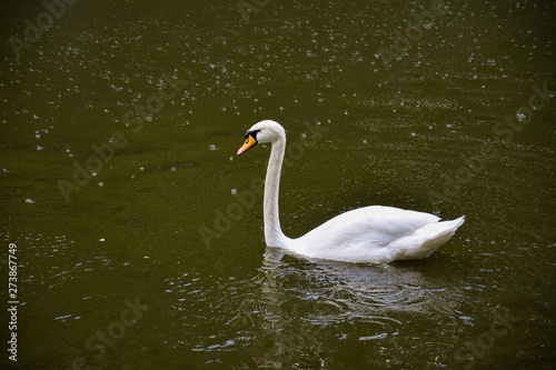 Fototapeta Naklejka Na Ścianę i Meble -  The floating swan in the park