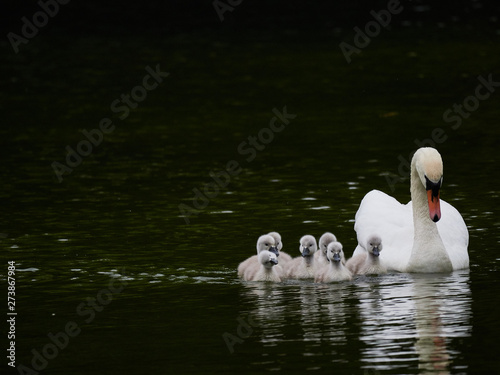 A single mute swan (Cygnus olor) swimming on a lake with its new born baby cygnets