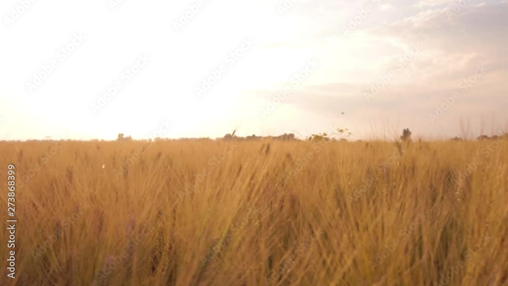 Campo di Grano per la produzione di farina di grano duro biologica Campo di Grano per la produzione di farina di grano duro biologica