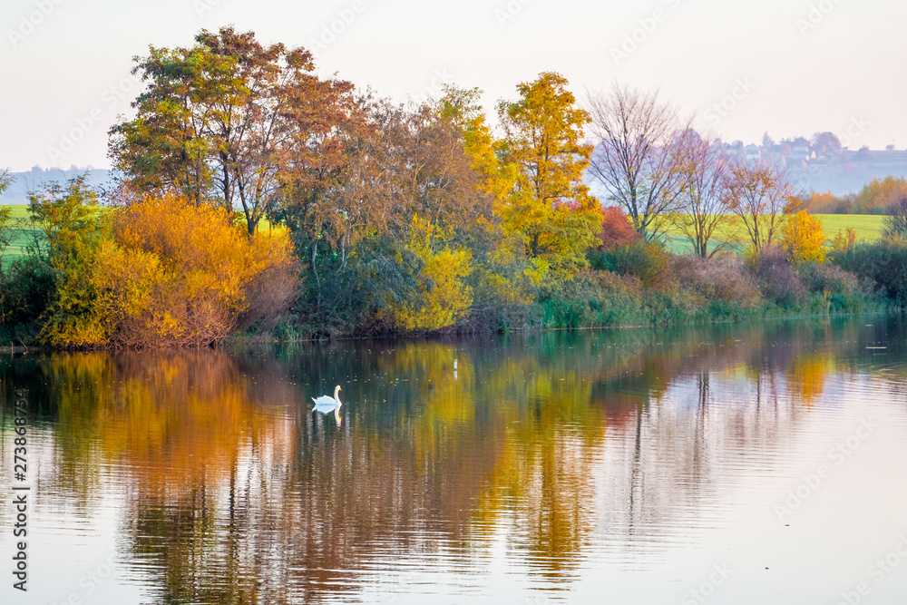 Autumn multicolored trees are reflected in the river on which the white swan floats_