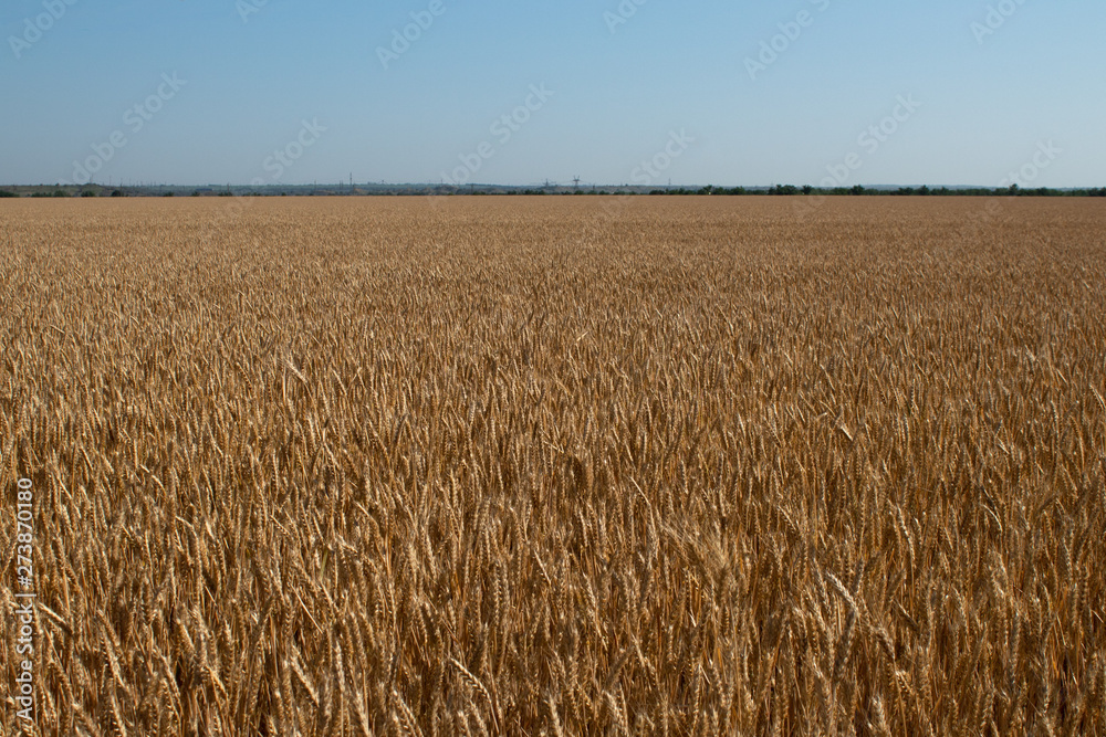 Agricultural landscape, field of ripe wheat against the blue sky Agricultural landscape, field of ripe wheat against the blue sky