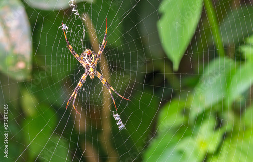 Great Argiope Spider (Argiope aemula) in the center of the project web. Waiting for prey.