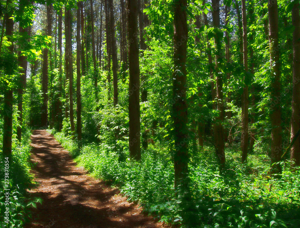 Fototapeta premium Path through a forest