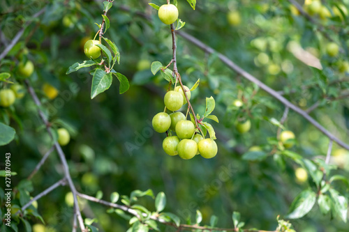 fruits of Mirabelle plum, Prunus domestica